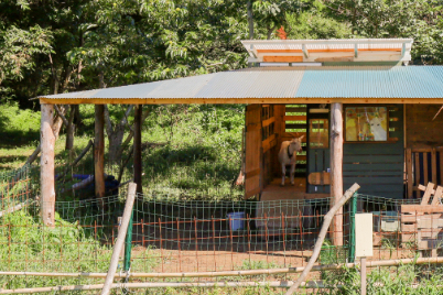 ヤギ小屋